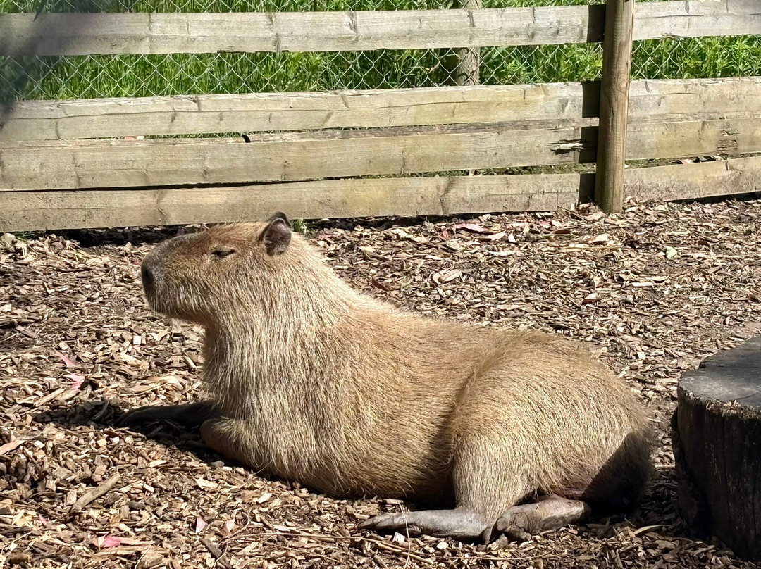 Wingham Wildlife Park-Wingham必去景点