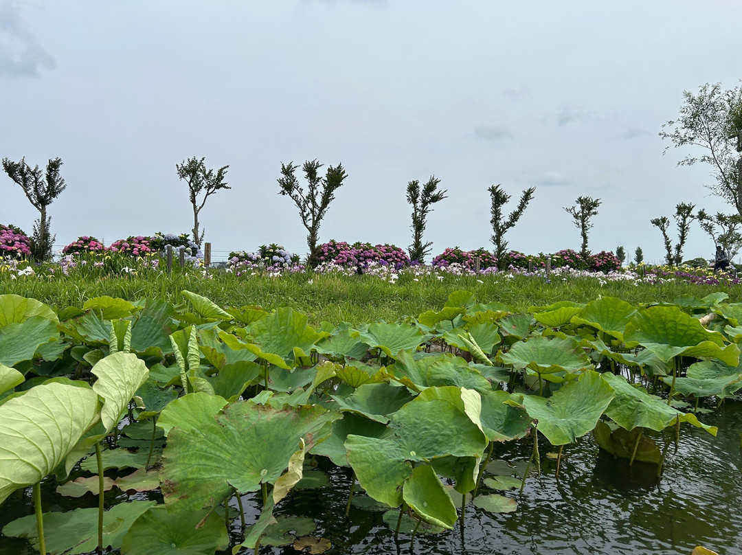 Suigo Sawara Iris Matsuri-香取市必去景点