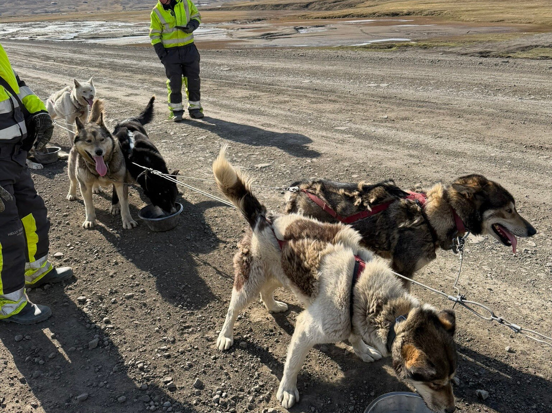 Green Dog Svalbard-朗伊尔城必去景点