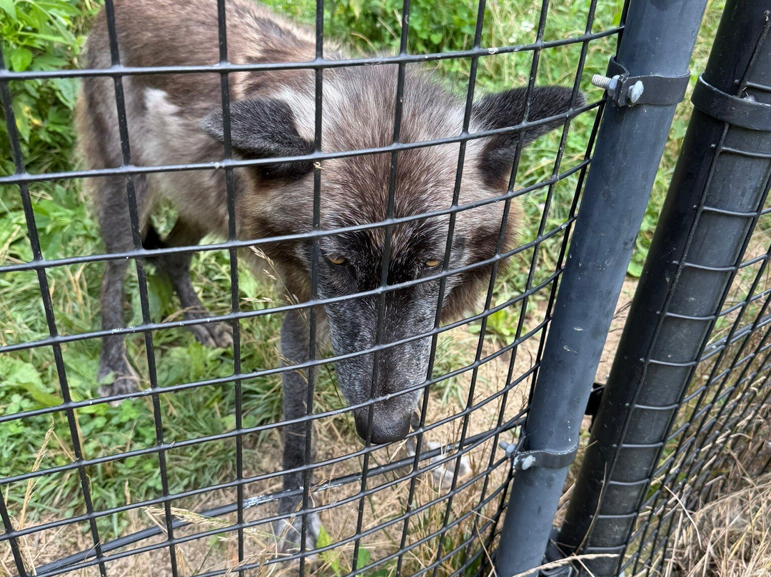 Red Wolf Sanctuary-Rising Sun必去景点