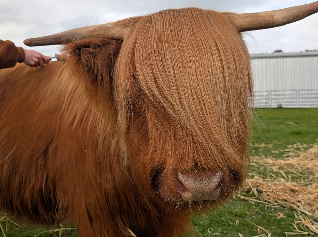 Scotchwood Farm - Highland cow Experience-Boyup Brook必去景点