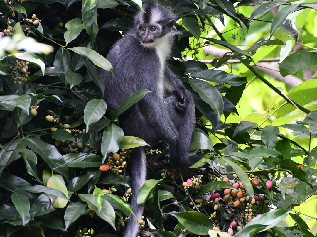 Bukit Lawang Jungle Trekking-武吉拉旺必去景点