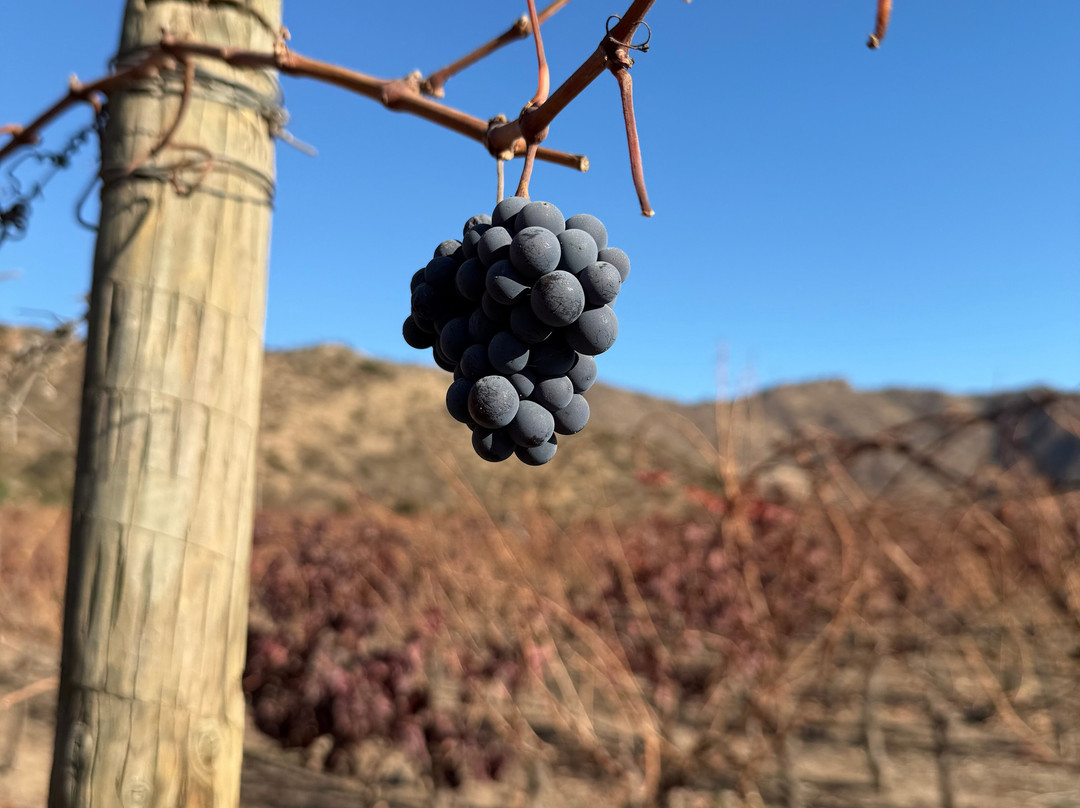 Besoain Wines-Pirque必去景点
