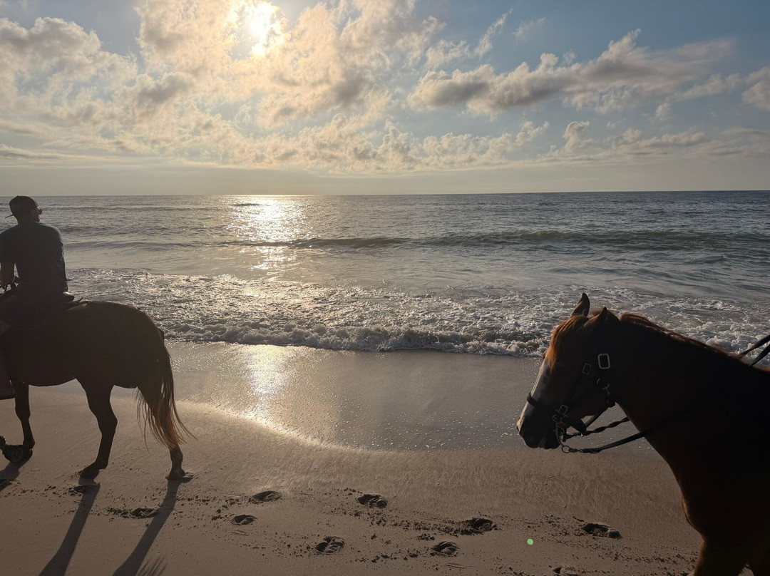 Amelia Island Horseback Riding-费尔南迪纳岛必去景点