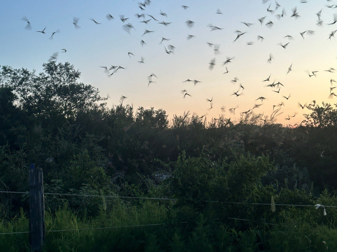 Frio Bat Flight Tours-Concan必去景点