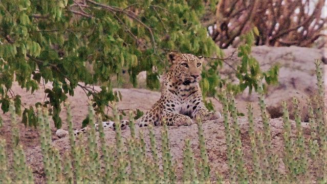 Jawai Balwant Vilas-旅行者