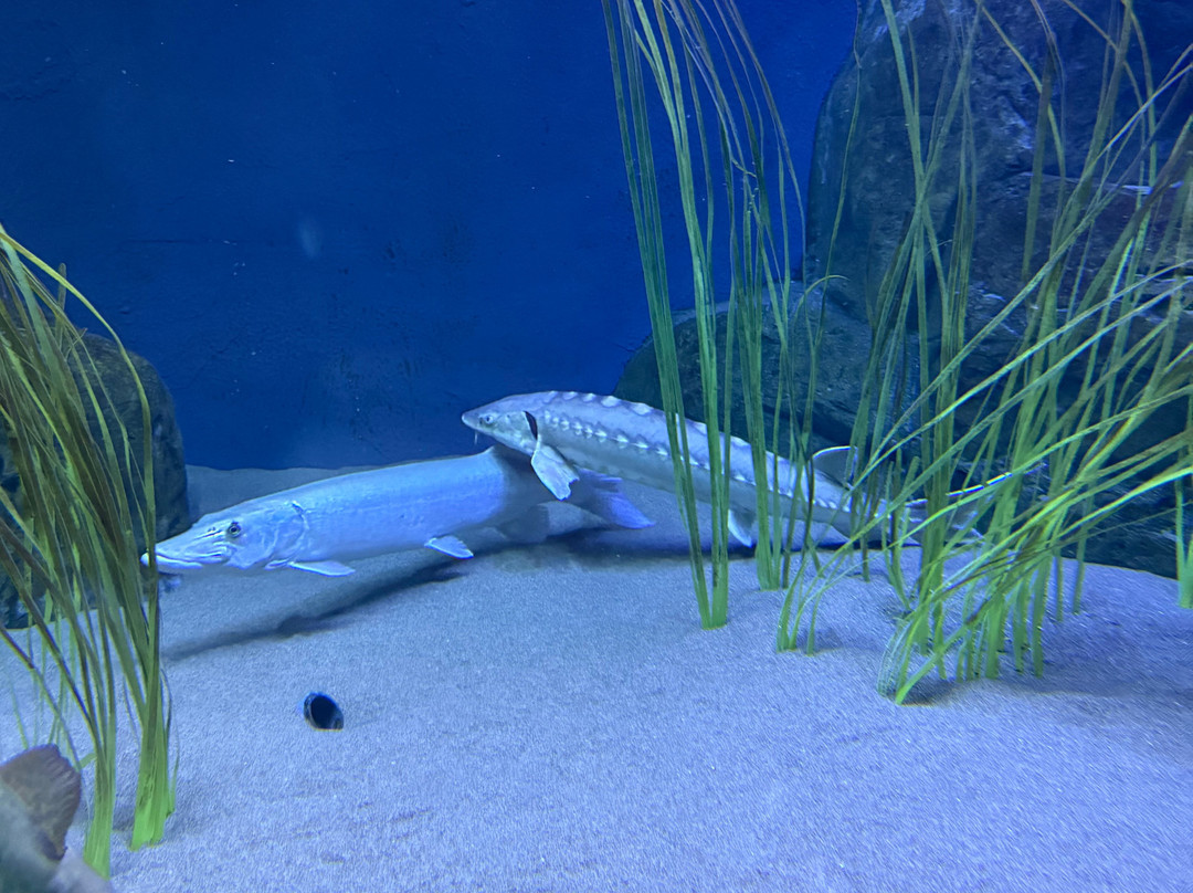 Aquarium du Québec-魁北克市必去景点