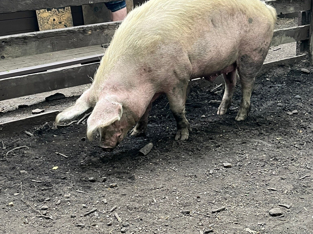 Pigs In The Wood-Huddersfield必去景点