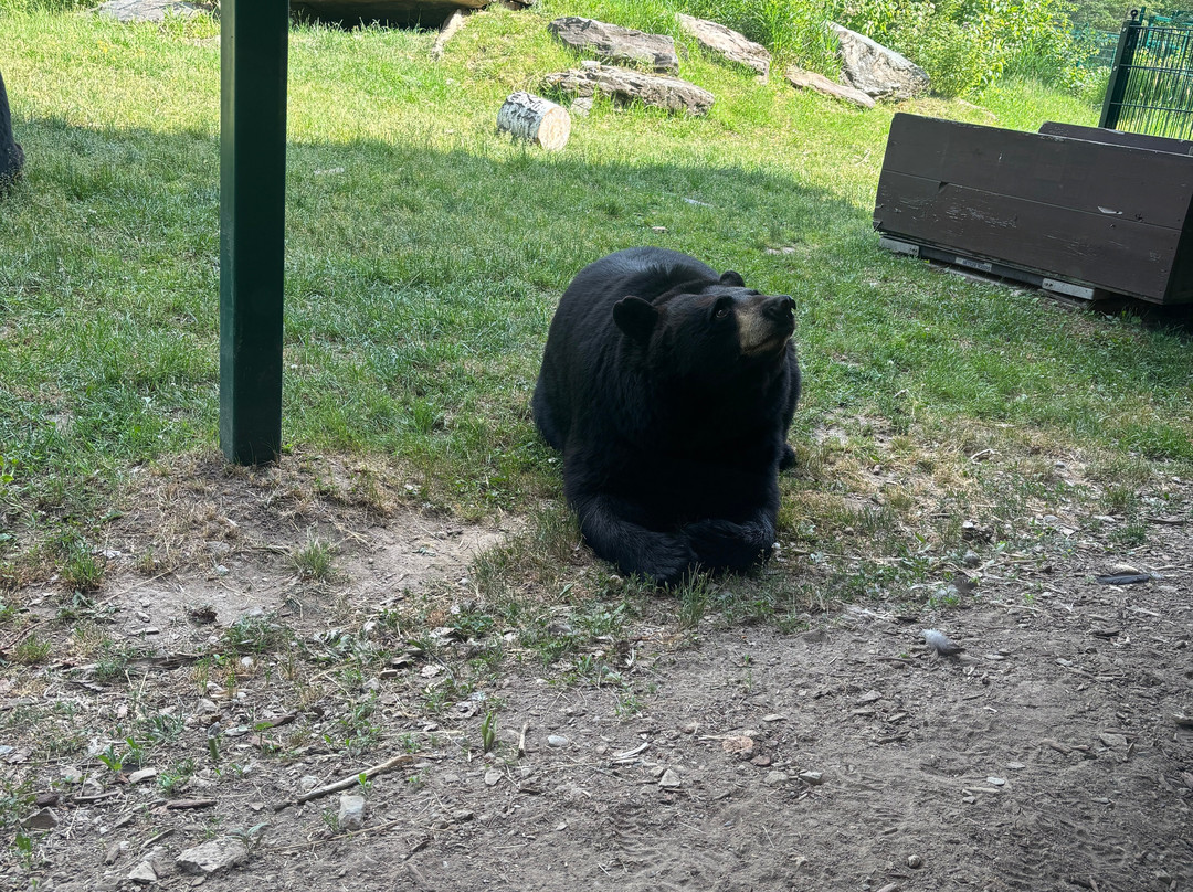 North American Bear Center-伊利必去景点