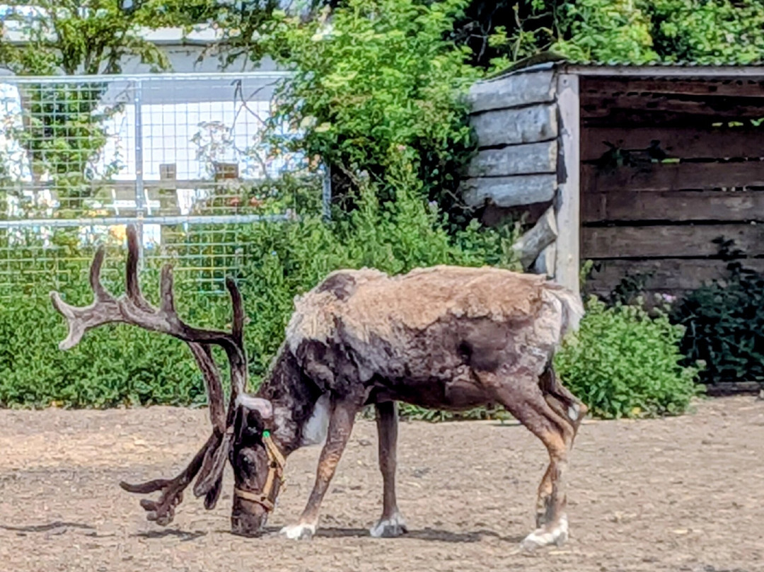 Bridlington Animal Park-布里德灵顿必去景点