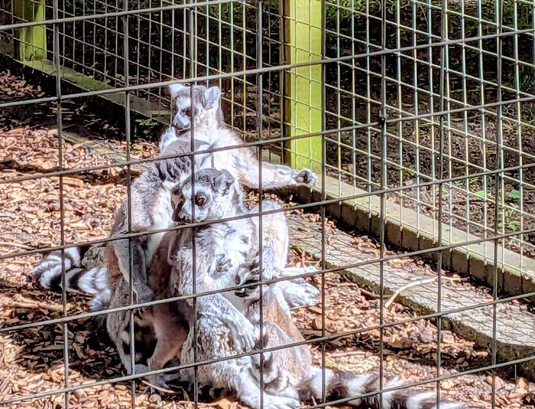 Bridlington Animal Park-布里德灵顿必去景点
