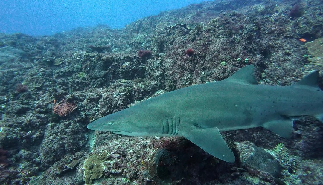 Gold Coast Dive Adventures-Runaway Bay必去景点