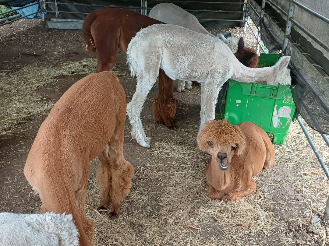 Pennybridge Farm Alpacas-胡克必去景点