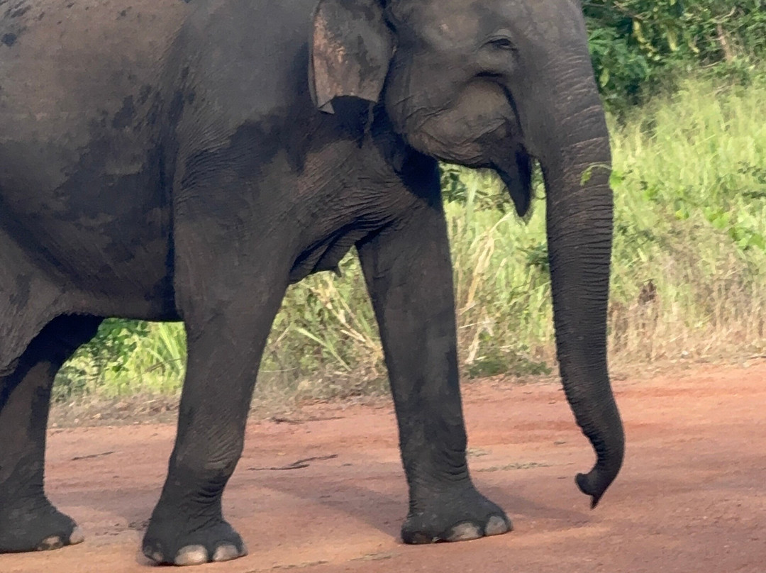 Lanka Cool Experience-波隆纳鲁瓦必去景点
