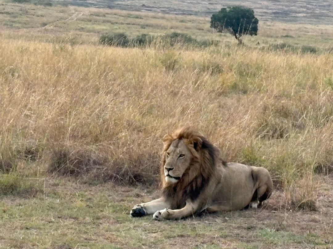 East Africa Adventure Tours and Safaris-马赛马拉国家野生动物保护区必去景点