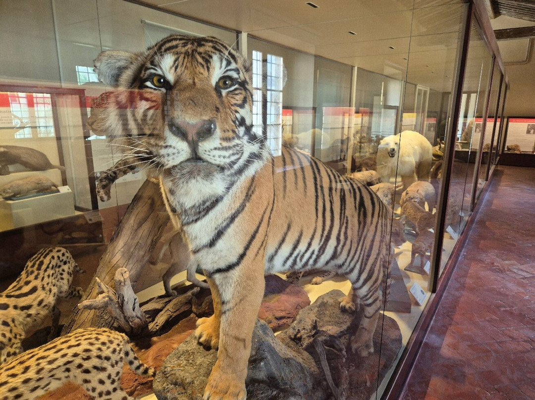Museo di Storia Naturale - Universita di Pisa-Calci必去景点