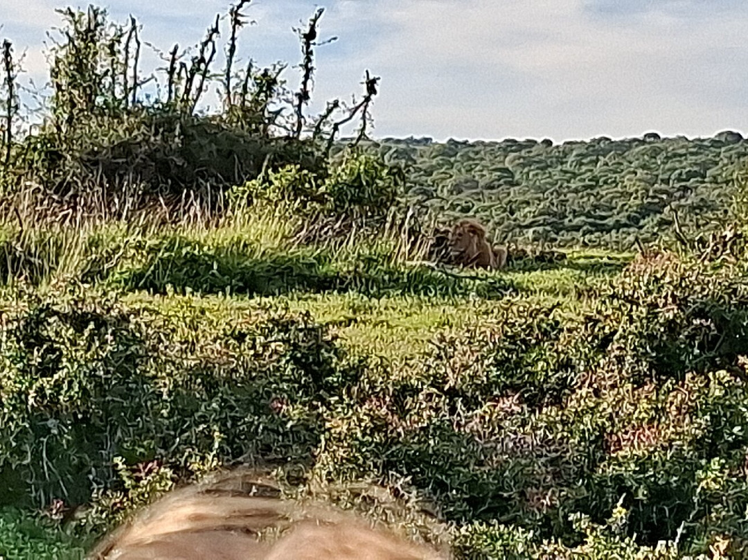 Schotia Tooth and Claw Safari-Addo Elephant National Park必去景点