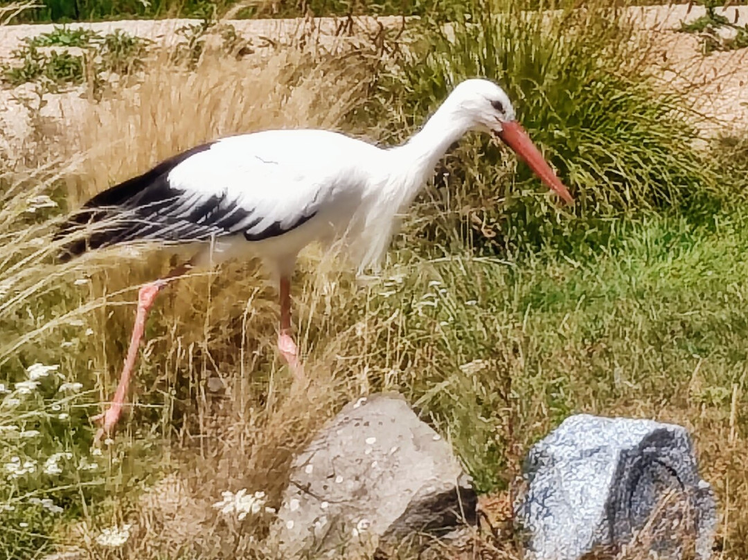 Hawk Conservancy Trust Bird of Prey Centre-Andover必去景点
