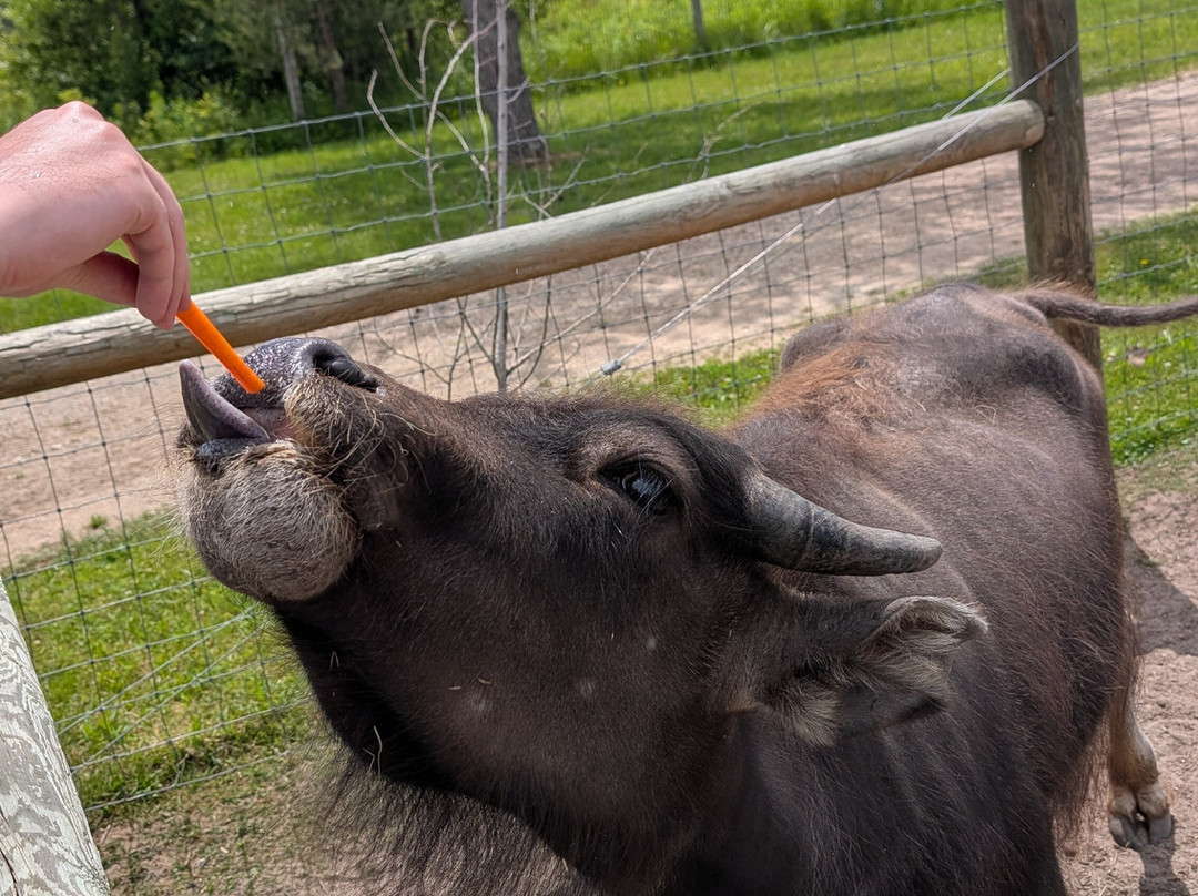 Roscommon Zoo-Roscommon必去景点