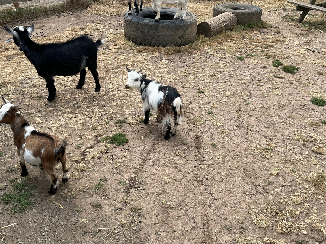Popham Farm Alpaca Trekking-索尔塔什必去景点