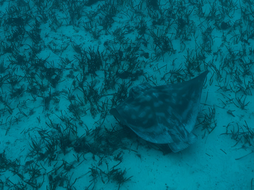 Rodney Fox Shark Expeditions-Port Lincoln必去景点