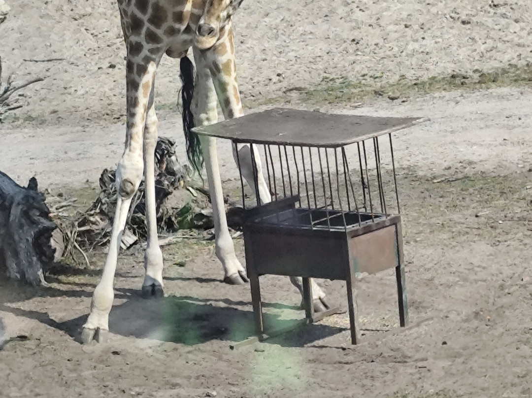 Serengeti-park Hodenhagen-Hodenhagen必去景点