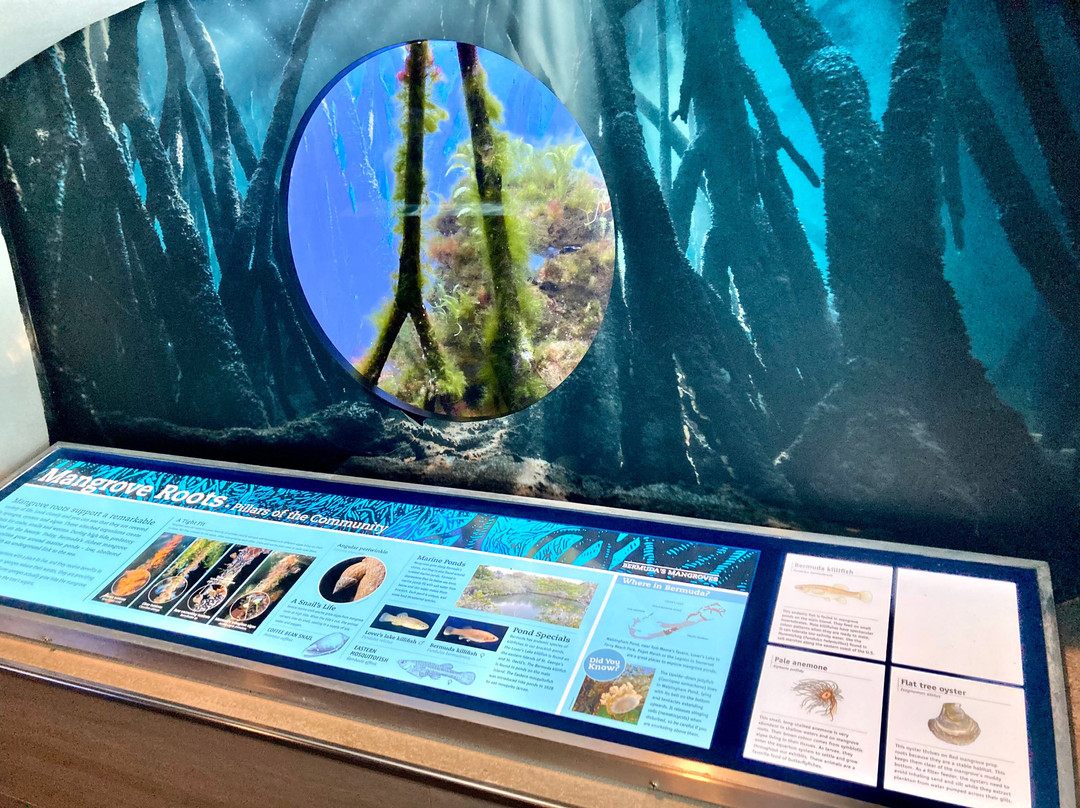 Bermuda Aquarium, Museum & Zoo-Hamilton Parish必去景点