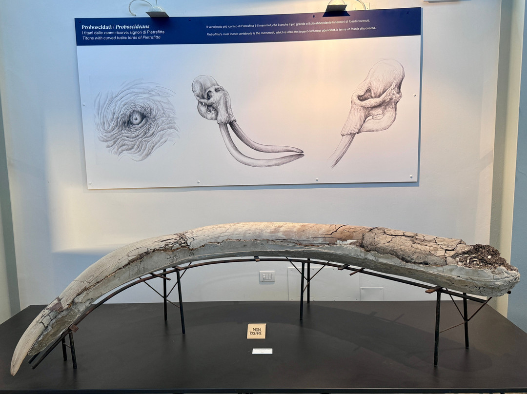 Museo Paleontologico "Luigi Boldrini"-Piegaro必去景点