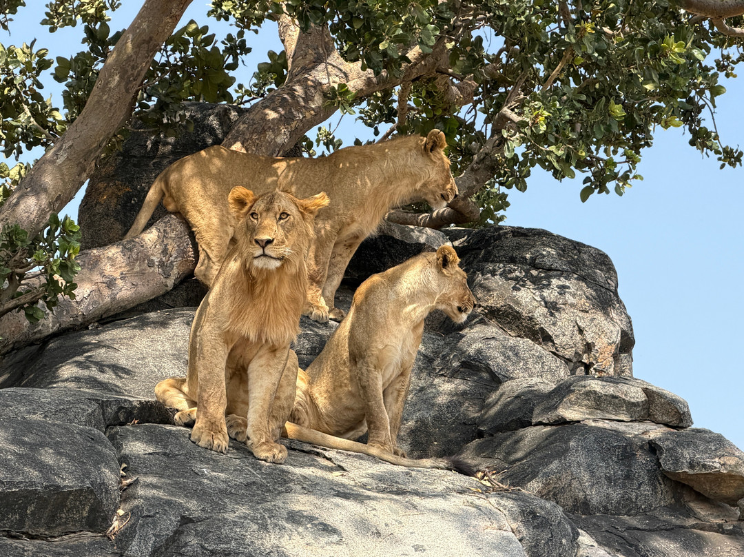 Taswira Africa Safaris-阿鲁沙必去景点