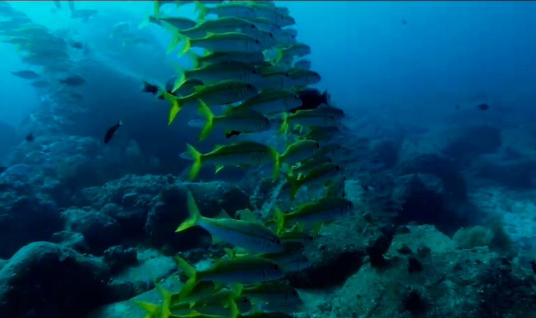 Orca Dive Club - Pereybere-Pereybere必去景点