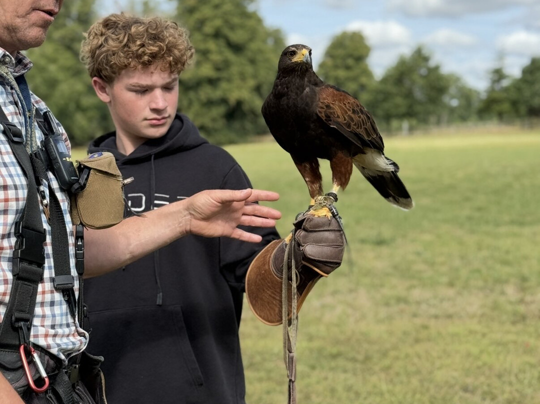 Hawkeye School of Falconry-基尔肯尼必去景点