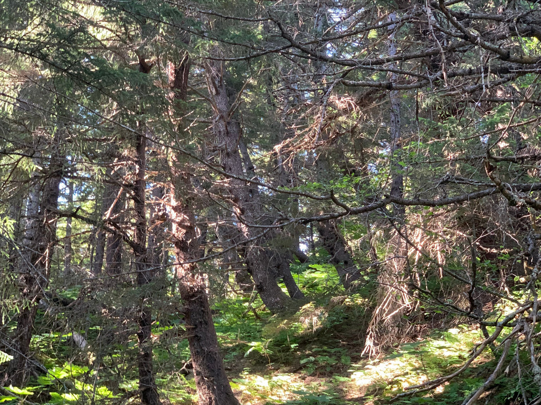 Chilkat Bald Eagle Preserve-海恩斯必去景点