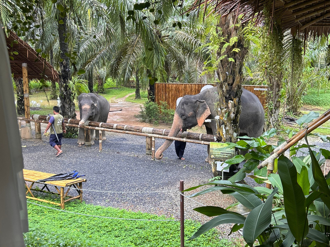 Khao Sok Elephant Conservation Centre-Rommani必去景点