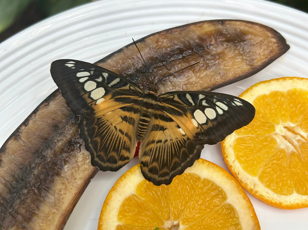 Cambridge Butterfly Conservatory-坎布里奇必去景点
