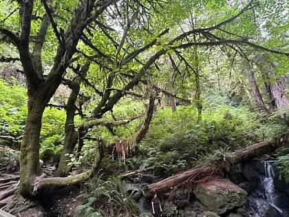 Trillium Falls Hike-Orick必去景点