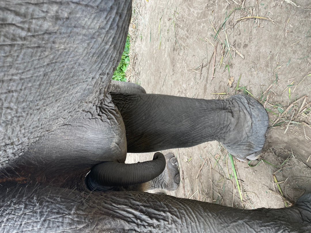 Karen Hilltribe Elephant Sanctuary-Mae Win必去景点