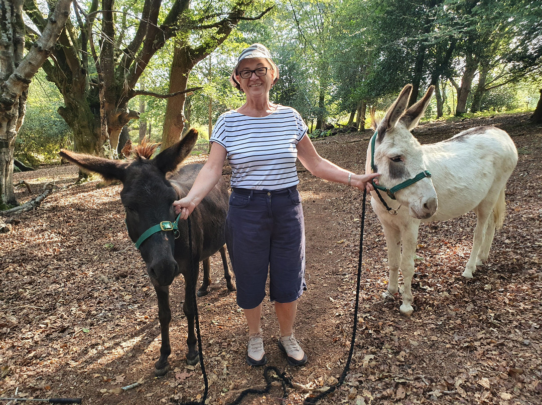 Brockenhurst Donkey Walks-Brockenhurst必去景点