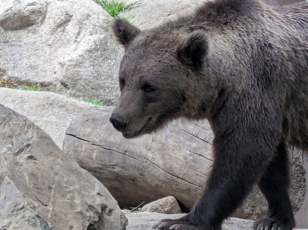 Parc Animalier Des Pyrénées-Ayzac-Ost必去景点