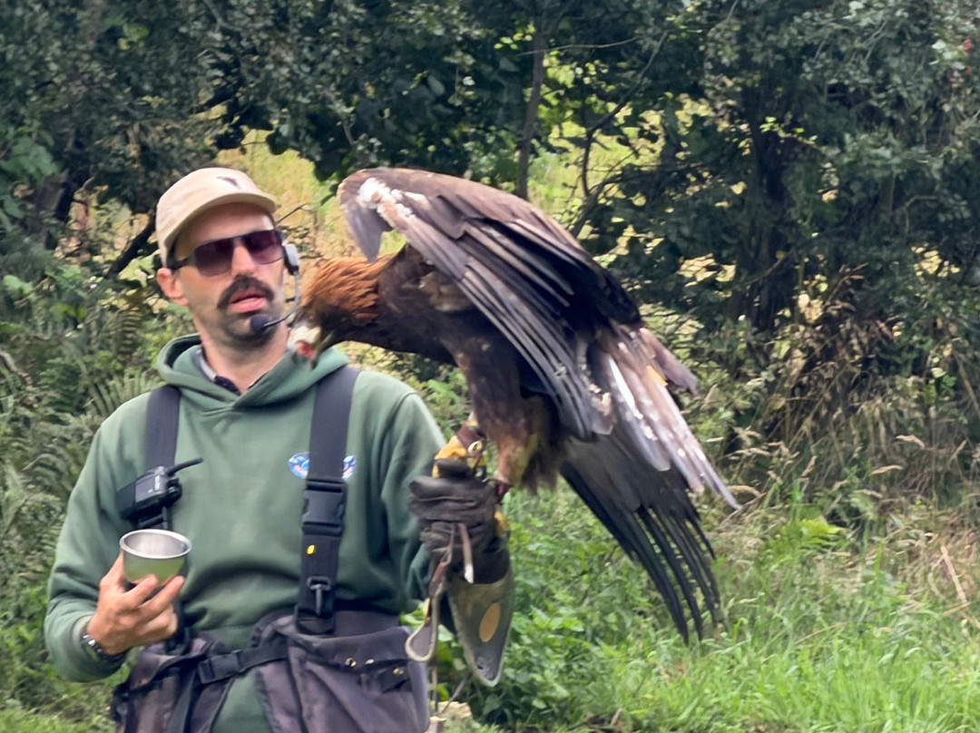 World of Wings Birds of Prey Centre-坎伯诺尔德必去景点