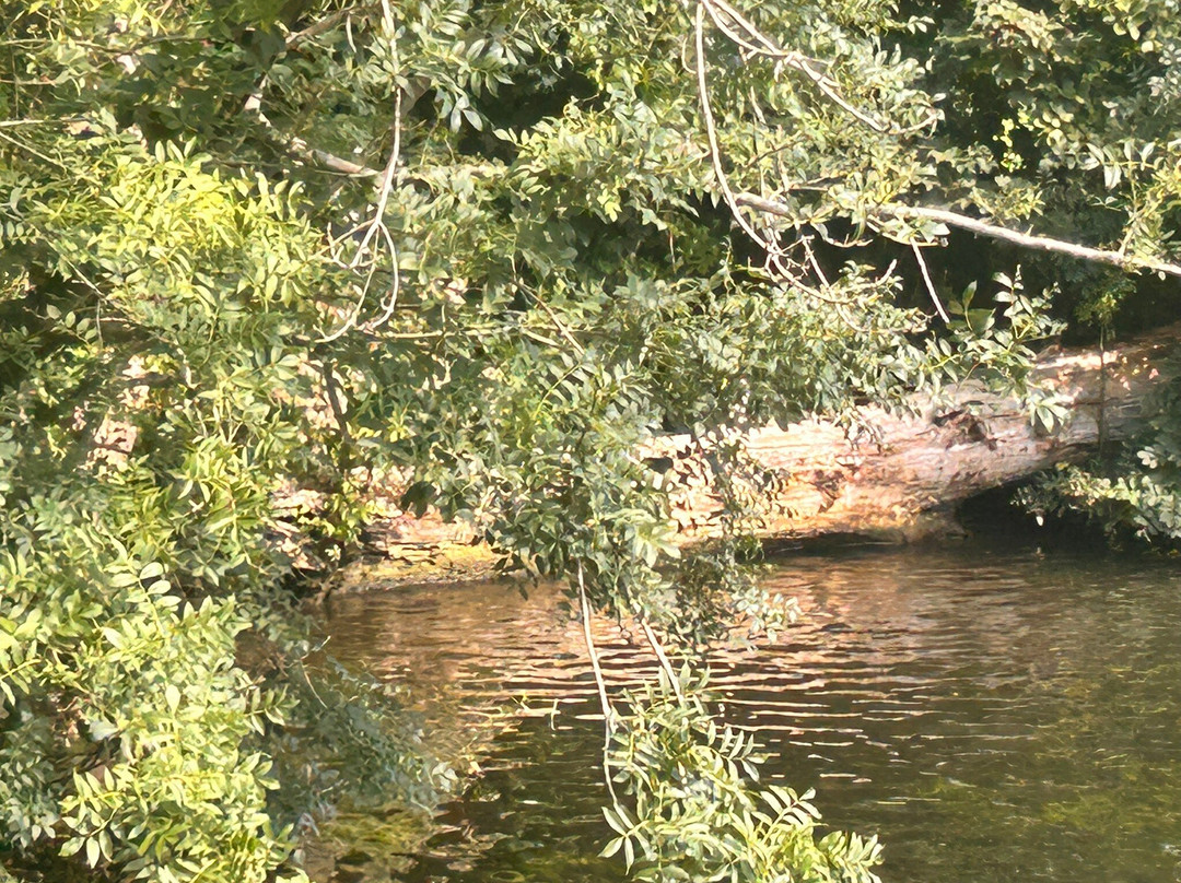 Broads Tours River Trips-罗克瑟姆必去景点