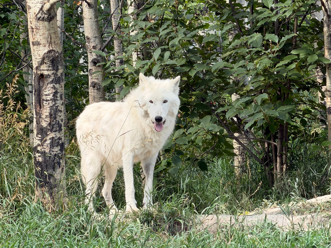 Yamnuska Wolfdog Sanctuary-科克伦必去景点