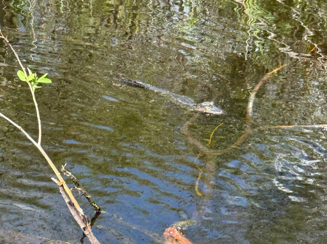Everglades Swamp Tours-Everglades Wildlife Management Area必去景点