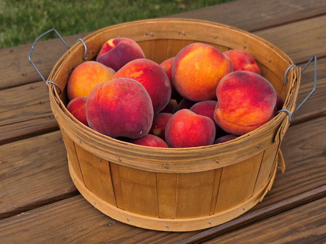Cobble Knoll Orchard-Benson必去景点