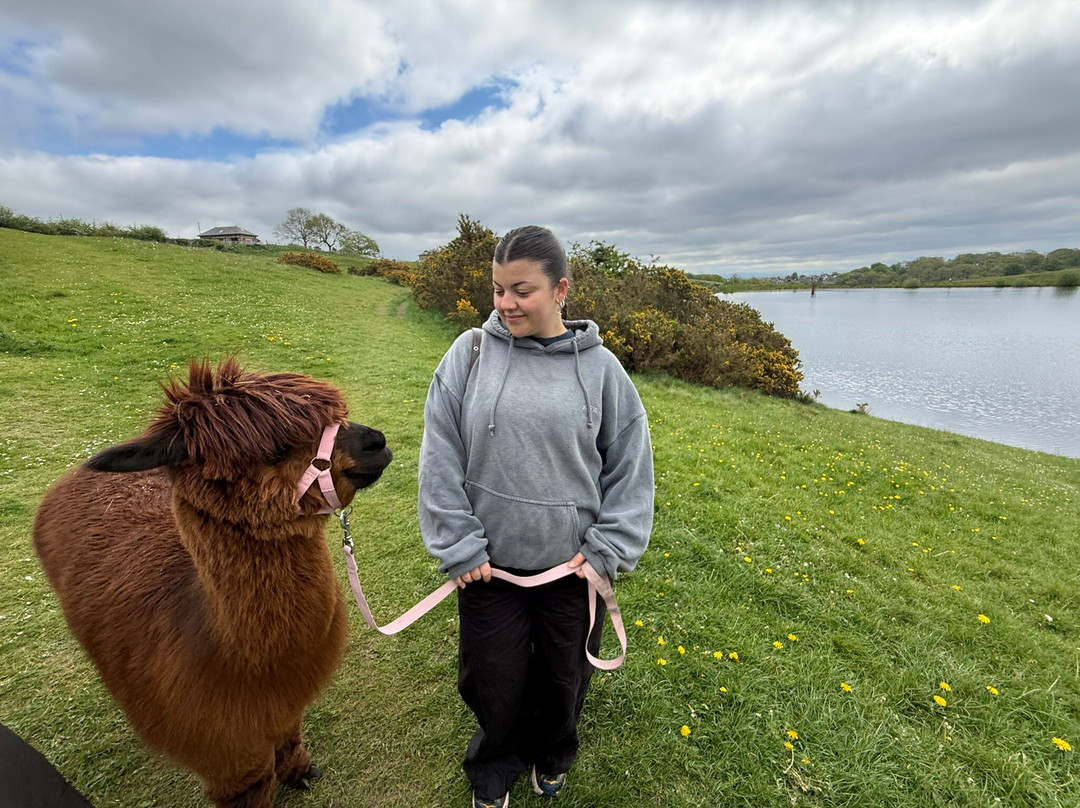 Meadowcroft Farm Alpacas