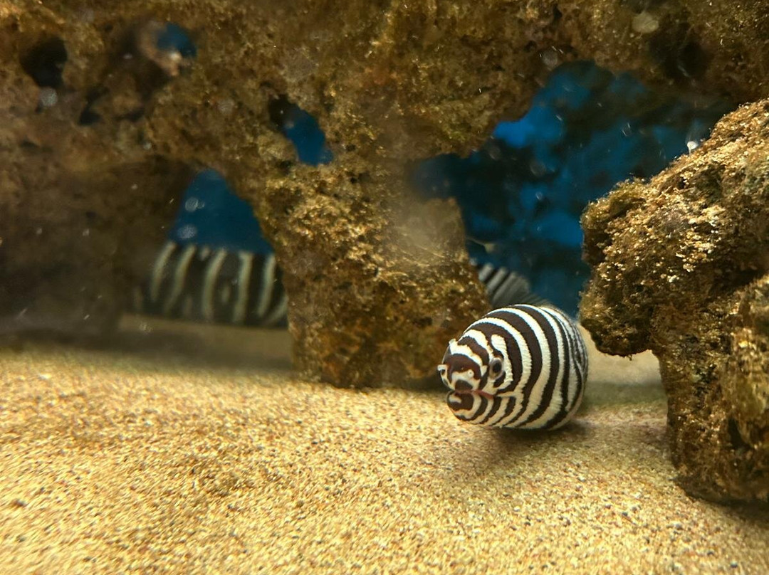 Aquarium Of Faliraki (Aquaworld)-Faliraki必去景点