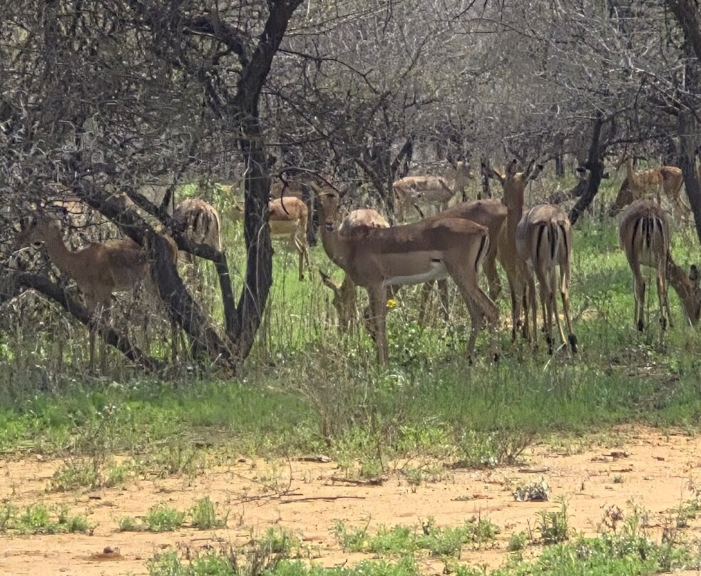 Gaborone Game Reserve-嘉伯隆里必去景点