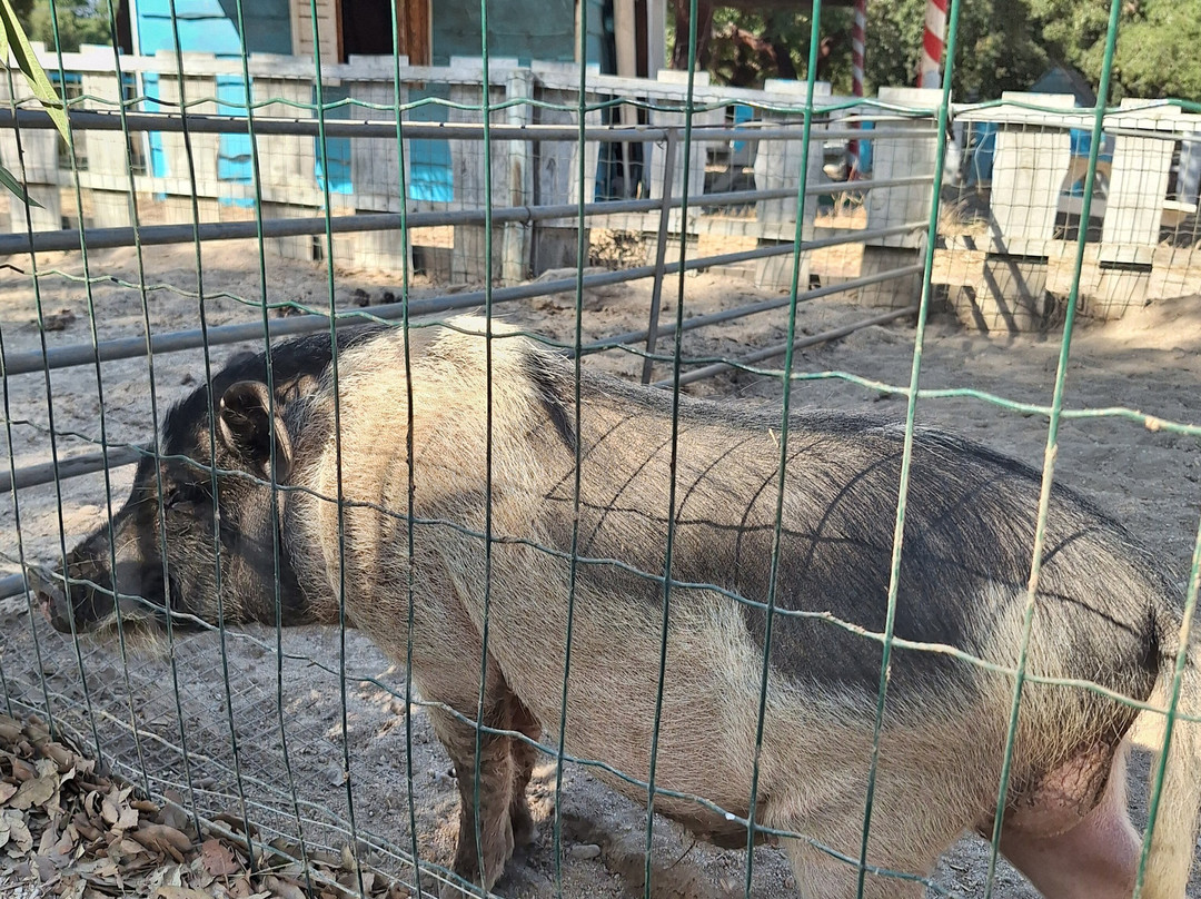 Black Pig Gin-Santiago do Cacem必去景点