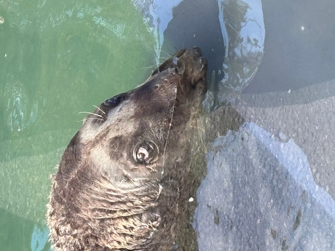 Cornish Seal Sanctuary-Gweek必去景点