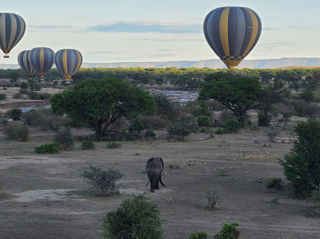 Adventures Aloft Balloon Safari Tanzania-Ikoma必去景点