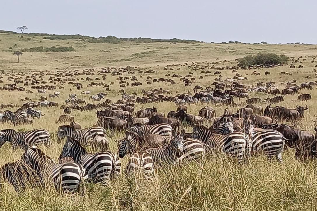 Roaming Africa Tours and Safaris - Day Tours-内罗毕必去景点
